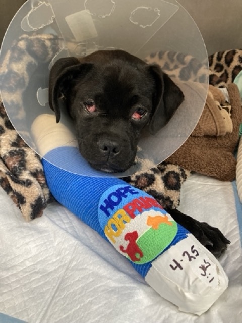 photo of dog in cast or recovering from injury